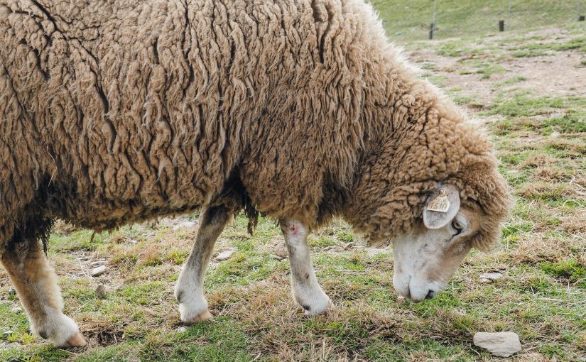 7 Ways to Shepherd&nbsp;Children